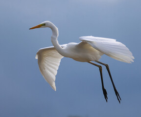 great white heron