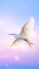 Fototapeta premium Elegant white egret soars, against the pastel sky