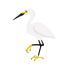 vector drawing birds, snowy egret , hand drawn Egretta thula, isolated nature design elements