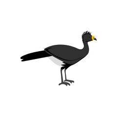 vector drawing birds, bare-faced curassow , hand drawn Crax fasciolata, isolated nature design elements