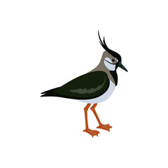 vector drawing birds, northern lapwing, peewit, hand drawn Vanellus vanellus , isolated nature design elements