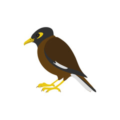 vector drawing bird, Indian myna , hand drawn Acridotheres tristis, isolated nature design elements
