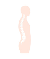 Vector illustration of the spinal cord in side view