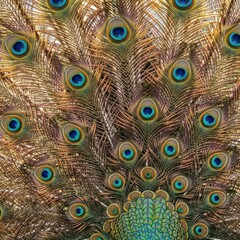 Obraz premium Intricate Peacock Feather Display - A Stunning Close-Up.