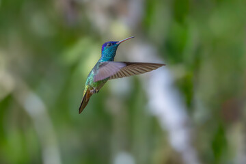 The picture shows an emerald hummingbird (Amazilia luciae), also known as a Honduran emerald.