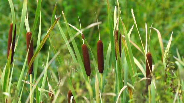 Cattail Typha angustifolia by a stream