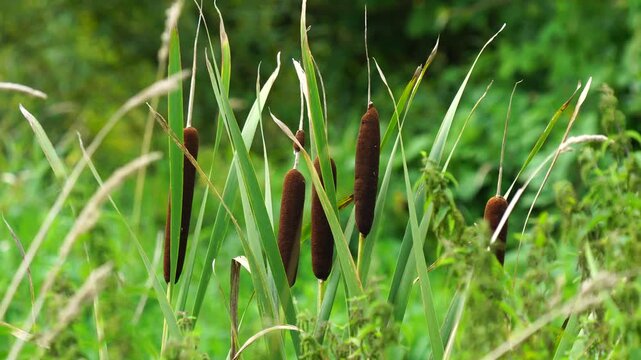 Cattail Typha angustifolia by a stream
