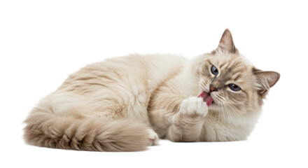 Beautiful Furry Ragdoll Cat Licking Paw, Blue Eyed Cat Grooming Itself While Lying Down Isolated on Transparent Background.