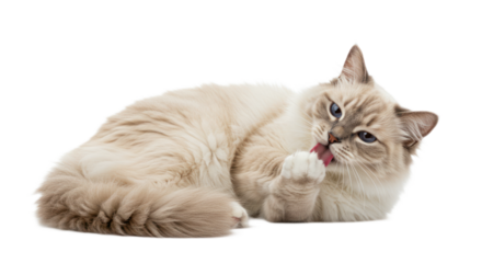 Beautiful Furry Ragdoll Cat Licking Paw, Blue Eyed Cat Grooming Itself While Lying Down Isolated on Transparent Background.