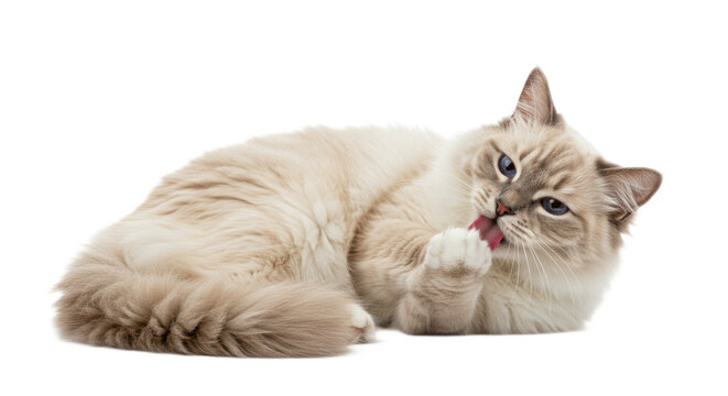 Beautiful Furry Ragdoll Cat Licking Paw, Blue Eyed Cat Grooming Itself While Lying Down Isolated on Transparent Background. - Powered by Adobe