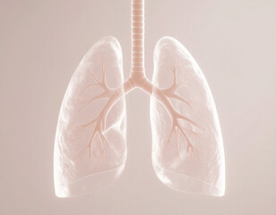 The Respiratory System: Lungs, Health, and Medical Imaging