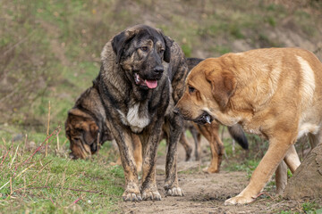 Pack of Spanish Mastiffs enjoying nature