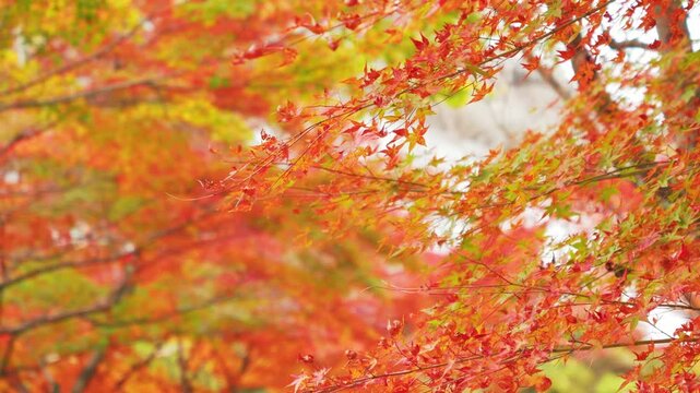 The beauty of vibrant maple leaves, autumn scenery