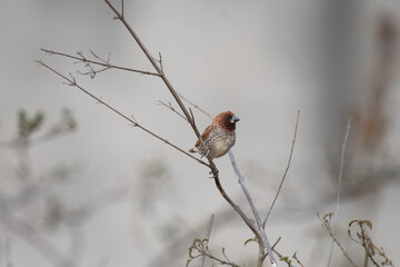 A vibrant, small  Scaly breasted Munia perched on a thin, dry, bare branch. The background is a muted, pale and blurred color