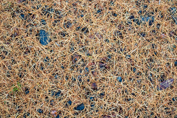 fallen larch needles on ground