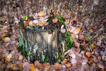 old tree stump with fallen leaves in autumn