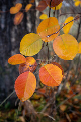 colorful autumn aspen leaves