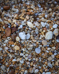 Colorful pebbles and seashells on a beach close-up texture