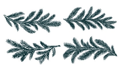 Green fir branch on a white background hand drawn set.	
