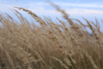 Fototapeta premium golden wheat field