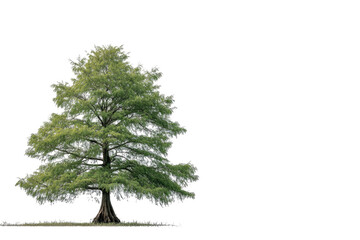 Solitary green tree isolated against a black background
