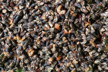Galician barnacles freshly caught from the sea