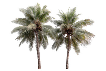 Two tropical palm trees against a dark, solid background