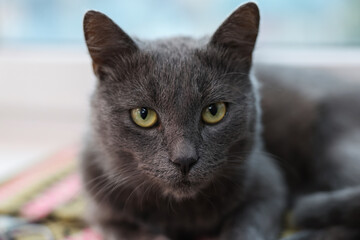 Cute gray cat indoors, closeup. Adorable pet