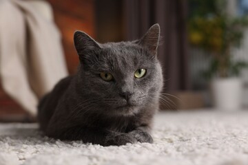 Cute gray cat on rug indoors, closeup. Adorable pet