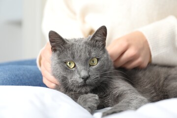Woman with cute grey cat on bed at home, closeup