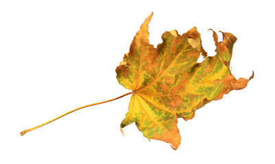 One dry maple leaf isolated on white. Autumn season