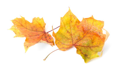 Beautiful dry maple leaves isolated on white. Autumn season