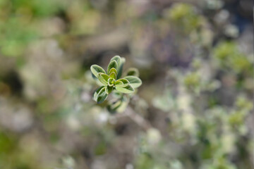 Sweet marjoram leaves - Latin name - Origanum majorana
