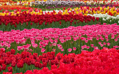   Bright colorful tulips fields in blossom. the Netherlands    