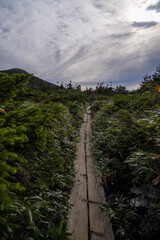 A Hiker on the Wooden Boardwalk Through a Wet Mountain Trail, Surrounded by Shrubs and Conifers on Mount Hakkoda (Aomori)