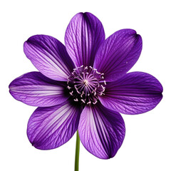 Purple flower blossom on transparent background close up floral beauty