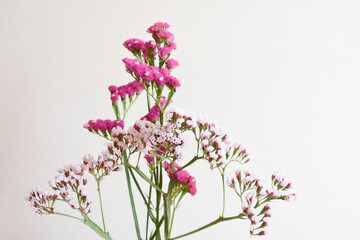 Obraz premium スターチス