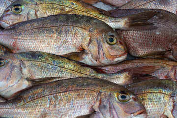 Fototapeta premium Fresh Raw Fish on Display at Local Market.High-resolution close-up of multiple raw fish laid out for sale at a seafood market. Concept of natural food, healthy eating, and fresh ingredients.
