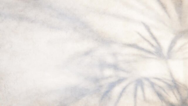 Tropical palm tree shadow overlay effect looped animation on white background