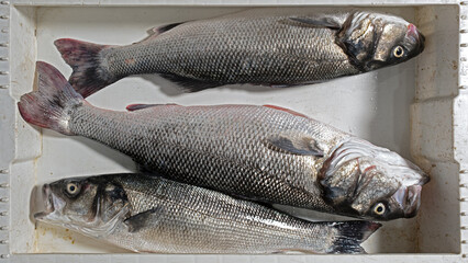 Large European sea bass, freshly caught, Dicentrarchus labrax