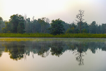 morning in the forest