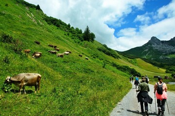 Austrian Alps - view of Karhorn mountain and cows on pasture in Lechtal Alps