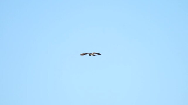 Kestrel under blue sky, hovering flight