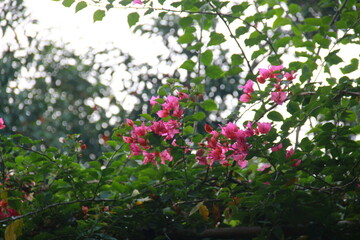 pink and white flowers