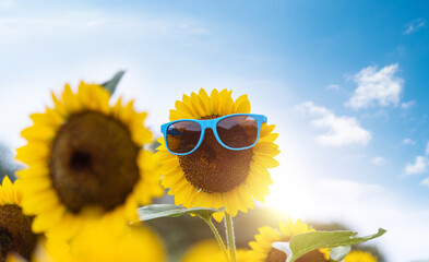 Sunflower wearing sunglass under blue sky