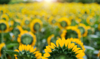 Rear view of blooming sunflowers