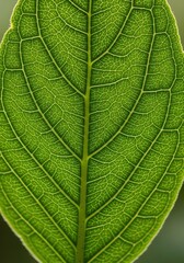 Obraz premium Green leaf vein pattern closeup detailed botanical texture
