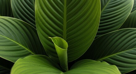Green plant leaves close-up detailed texture
