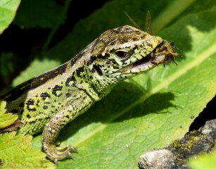 Close-up of a nimble lizard (Lacerta agilis) on a leaf, with an insect in its mouth.