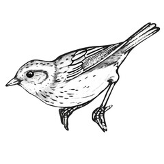 A bird without a background, a vector image.